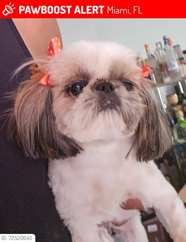 Lost Female Dog last seen Norland Middle School in Miami Gardens Florida, Miami, FL 33169