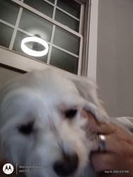 Lost Male Dog last seen Nelson Hall s, Fort Smith, AR 72904
