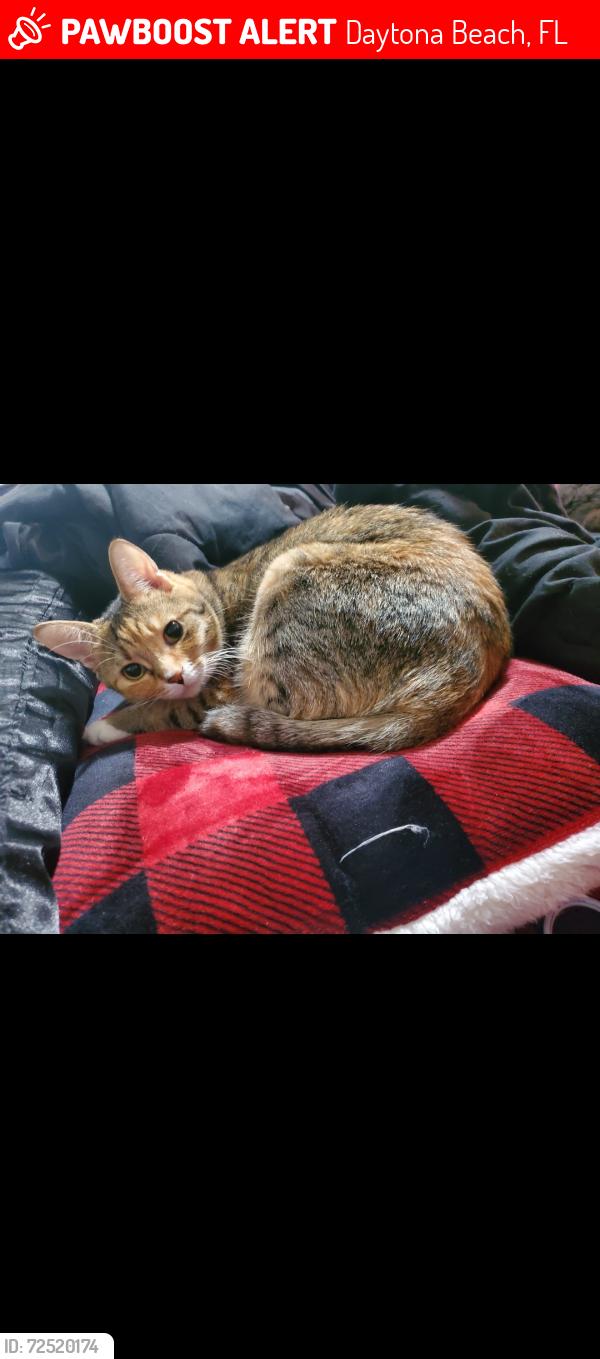 Lost Female Cat last seen Beachcomber, Daytona Beach, FL 32118