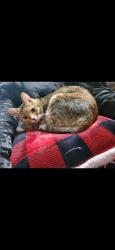 Lost Female Cat last seen Beachcomber, Daytona Beach, FL 32118