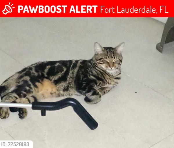 Lost Male Cat last seen Nw 19 Street , Fort Lauderdale, FL 33311