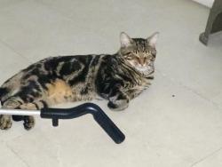 Lost Male Cat last seen Nw 19 Street , Fort Lauderdale, FL 33311
