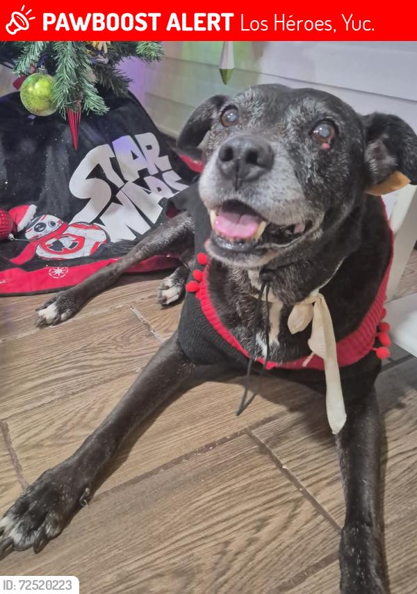 Lost Female Dog last seen Calle 180 y 135 Fraccionamiento Esmeralda Residencial Mérida Yucatán, Los Héroes, Yuc. 97306