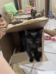 Lost Male Cat last seen Near Ave and 296 St, Homestead, FL 33030