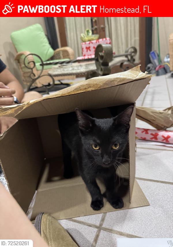 Lost Male Cat last seen Near Ave and 296 St, Homestead, FL 33030