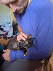Lost Female Cat last seen Pslomino rd parrish rd bradygrove rd, Titusville, FL 32796