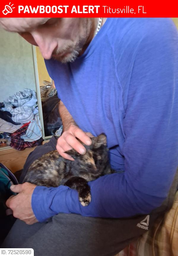 Lost Female Cat last seen Pslomino rd parrish rd bradygrove rd, Titusville, FL 32796