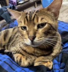 Lost Male Cat last seen Near and Gladstone surrey, Surrey, BC V3R 6W6