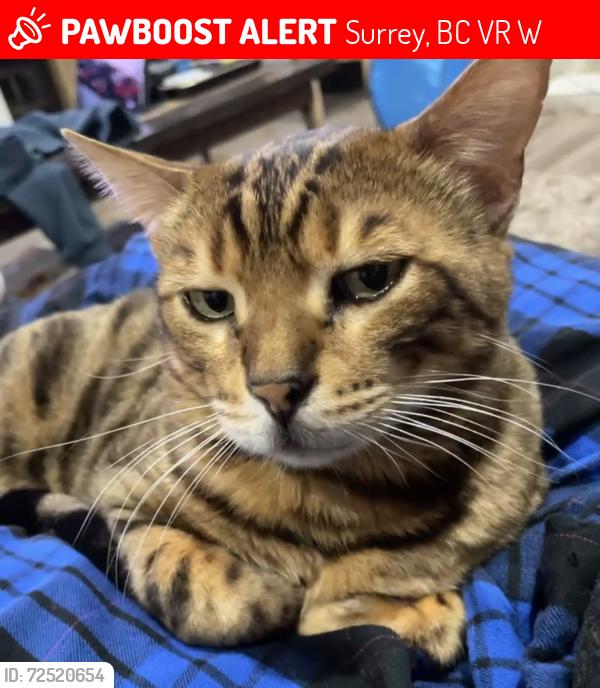 Lost Male Cat last seen Near and Gladstone surrey, Surrey, BC V3R 6W6