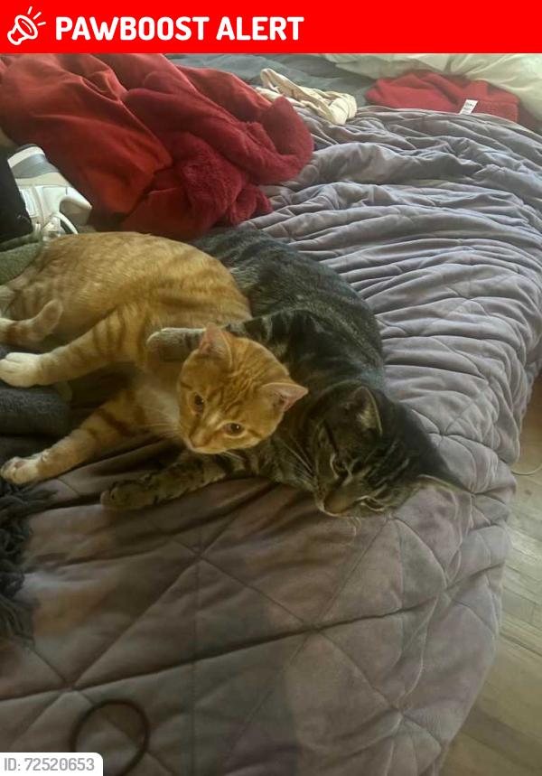 Lost Male Cat last seen Fossil creek park, North Richland Hills, TX 76117