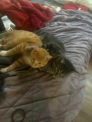 Lost Male Cat last seen Fossil creek park, North Richland Hills, TX 76117
