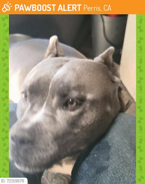 Found/Stray Male Dog last seen hammack ave and mountain ave, meadowbrook area, Perris, CA 92570