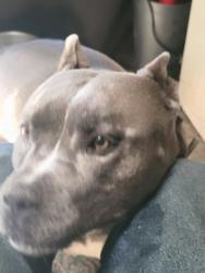 Found/Stray Male Dog last seen hammack ave and mountain ave, meadowbrook area, Perris, CA 92570