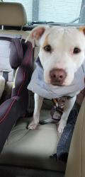Lost Female Dog last seen George Washington Memorial Parkway, Fort Hunt, VA 22308