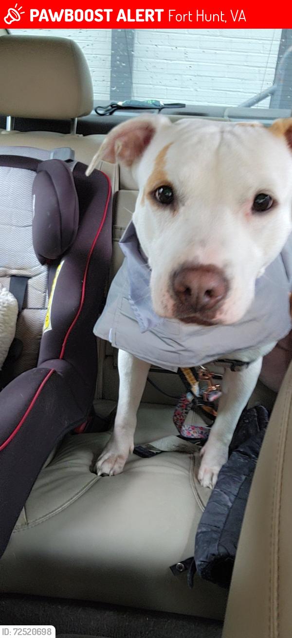 Lost Female Dog last seen George Washington Memorial Parkway, Fort Hunt, VA 22308