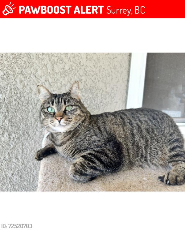 Lost Female Cat last seen Near st and 132 st, Surrey, BC 