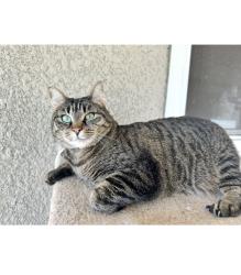 Lost Female Cat last seen Near st and 132 st, Surrey, BC 