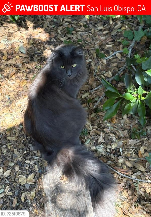 Lost Female Cat last seen Last seen in driveway, live near Kelsie winery , San Luis Obispo, CA 93405
