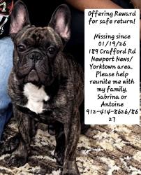 Lost Male Dog last seen Near Crafford Rd Newport News,  VA 23603, Newport News, VA 23603