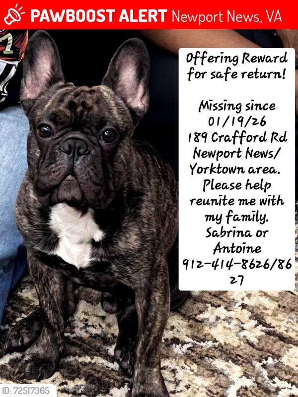 Lost Male Dog last seen Near Crafford Rd Newport News,  VA 23603, Newport News, VA 23603