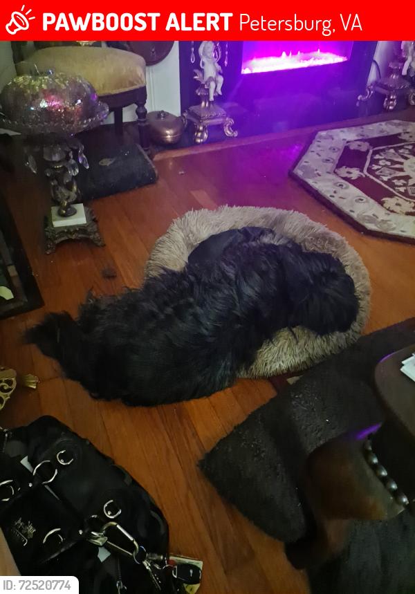Lost Male Dog last seen Oakridge and Woodland Roads, Petersburg, VA, Petersburg, VA 23805