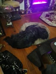 Lost Male Dog last seen Oakridge and Woodland Roads, Petersburg, VA, Petersburg, VA 23805