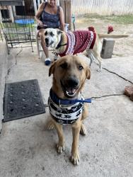 Lost Male Dog last seen Near jack in the box, San Antonio, TX 78214