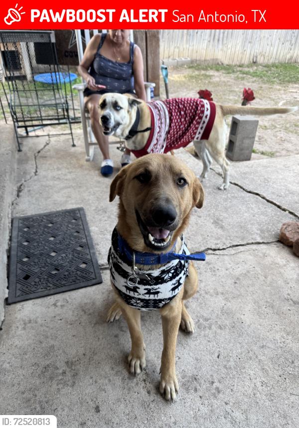 Lost Male Dog last seen Near jack in the box, San Antonio, TX 78214