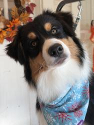 Lost Female Dog last seen S Lemay Ave & E Horsetooth Ave, Fort Collins, CO 80525