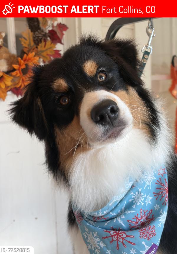 Lost Female Dog last seen S Lemay Ave & E Horsetooth Ave, Fort Collins, CO 80525