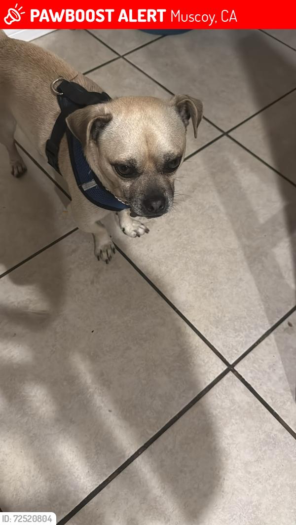 Lost Male Dog last seen Near Portola st San Bernardino C.A 92407, Muscoy, CA 92407