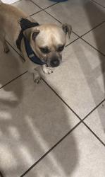Lost Male Dog last seen Near Portola st San Bernardino C.A 92407, Muscoy, CA 92407