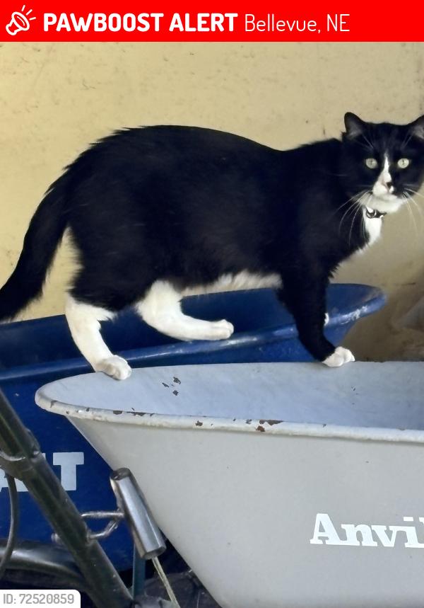 Lost Male Cat last seen Nebraska Dr and Columbus Ave, Bellevue, NE 68005