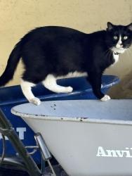 Lost Male Cat last seen Nebraska Dr and Columbus Ave, Bellevue, NE 68005