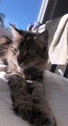 Lost Female Cat last seen Poway High Area , Poway, CA 92064