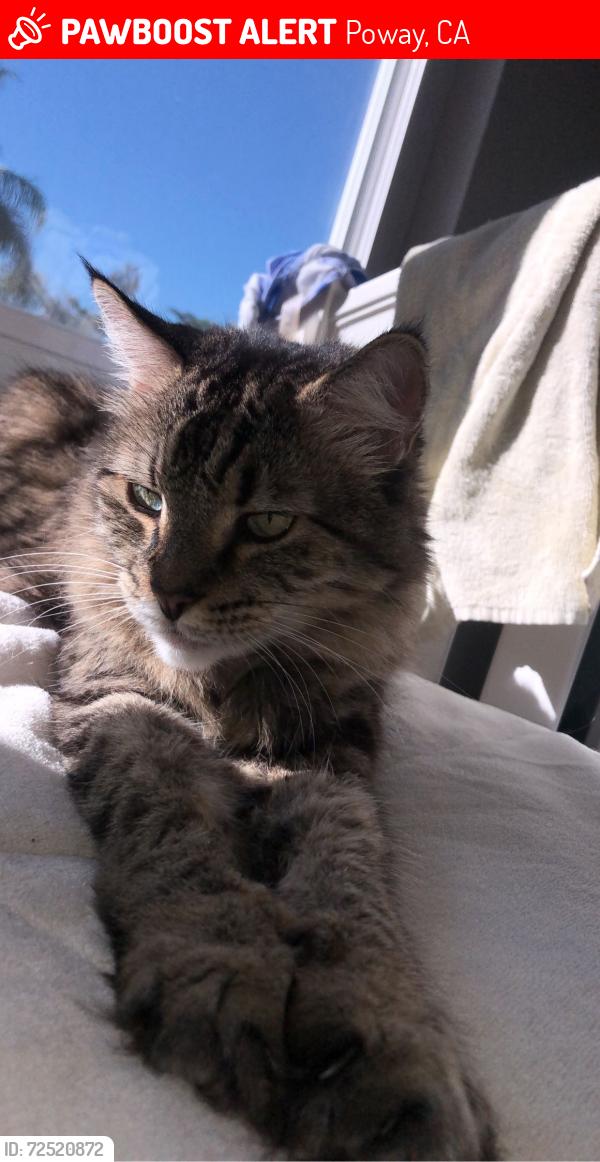 Lost Female Cat last seen Poway High Area , Poway, CA 92064