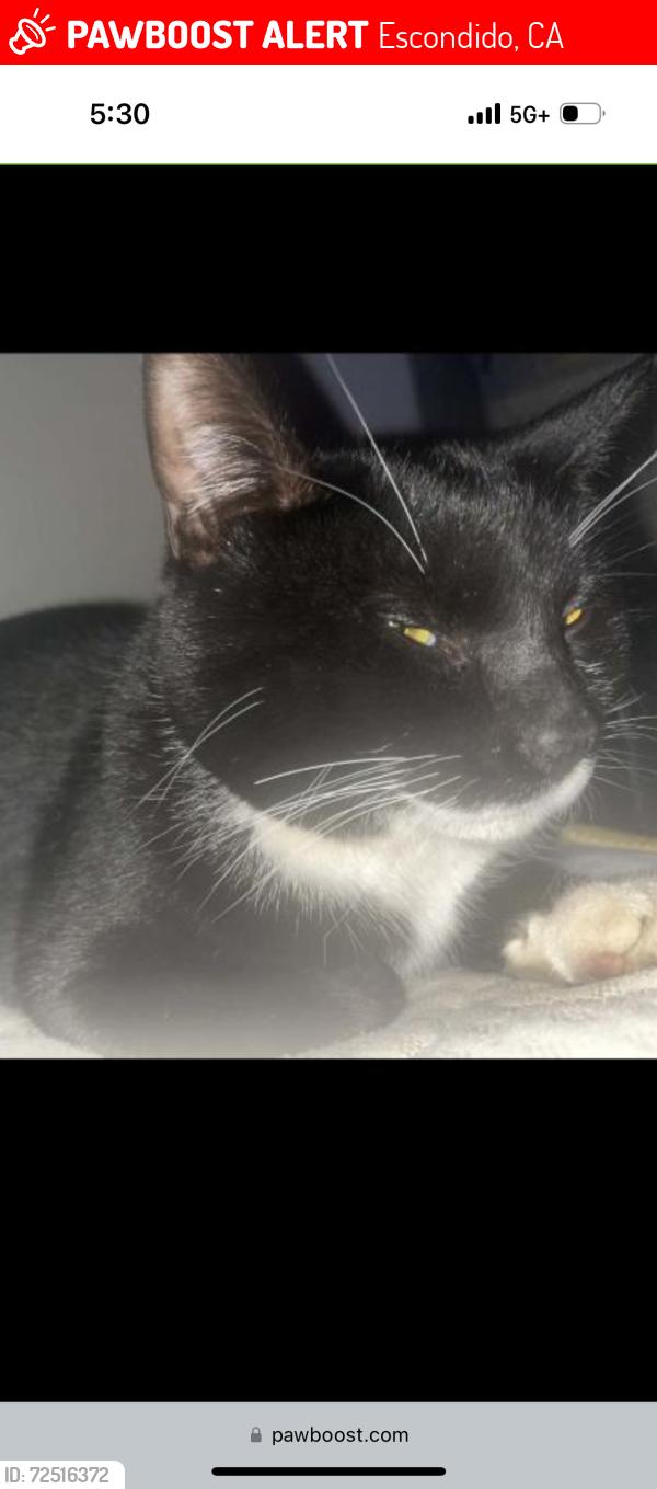 Lost Male Cat last seen El Norte Parkway and fig Street, Escondido, CA 92026