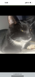 Lost Male Cat last seen El Norte Parkway and fig Street, Escondido, CA 92026