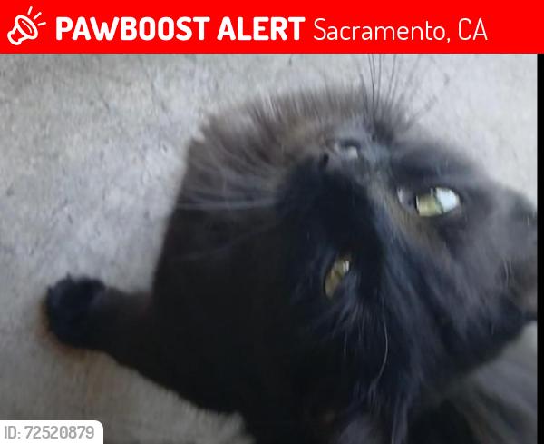 Lost Female Cat last seen 57th Street & 2nd Avenue , Sacramento, CA 95817