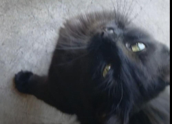 Lost Female Cat last seen 57th Street & 2nd Avenue , Sacramento, CA 95817