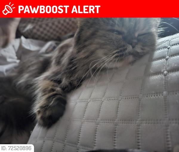 Lost Female Cat last seen Slater and springdale, Huntington Beach, CA 92647