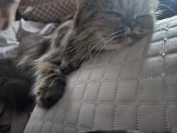 Lost Female Cat last seen Slater and springdale, Huntington Beach, CA 92647