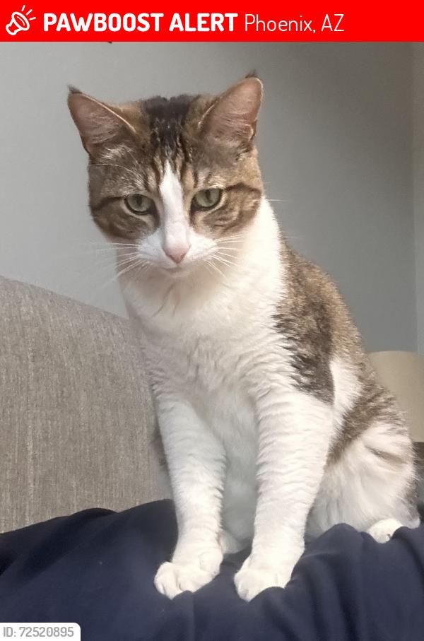 Lost Male Cat last seen 71st Ave and meadows loop, Phoenix, AZ 85339