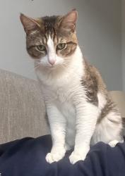 Lost Male Cat last seen 71st Ave and meadows loop, Phoenix, AZ 85339