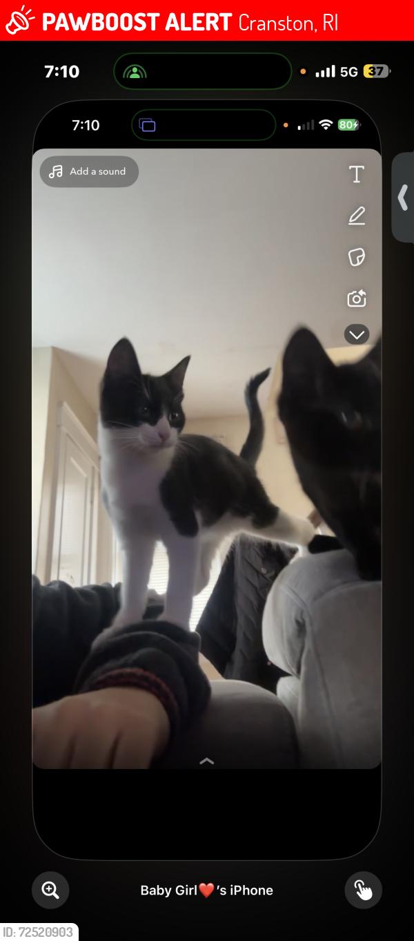 Lost Female Cat last seen Quick mart, Cranston, RI 02905