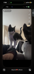 Lost Female Cat last seen Quick mart, Cranston, RI 02905