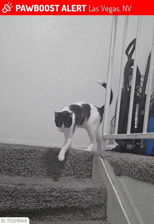 Lost Male Cat last seen Karen Ct, Las Vegas, NV 89104, Las Vegas, NV 89104