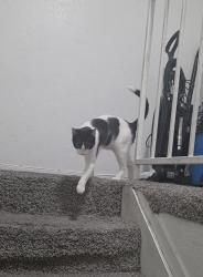 Lost Male Cat last seen Karen Ct, Las Vegas, NV 89104, Las Vegas, NV 89104