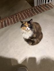 Found/Stray Female Cat last seen Near Trellis Court, Lexington, SC 29072