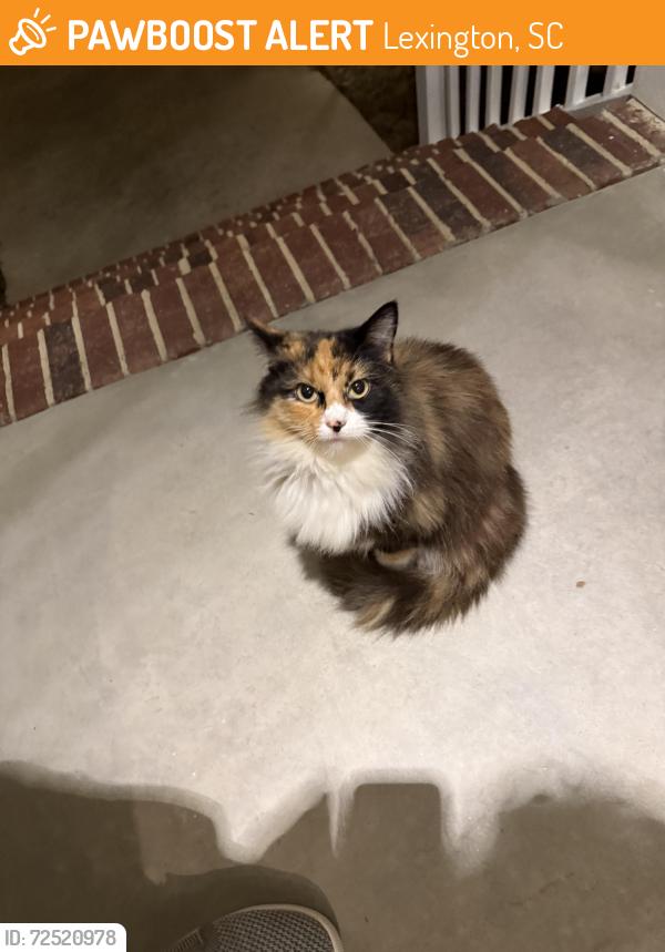 Found/Stray Female Cat last seen Near Trellis Court, Lexington, SC 29072